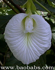 Clitoria ternatea ALBIFLORA